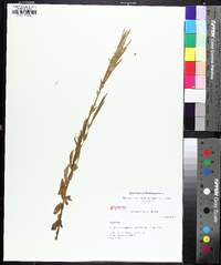 Epilobium saximontanum image