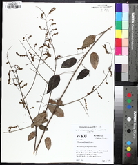 Desmodium laevigatum image