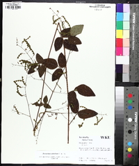 Desmodium glabellum image