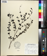 Baptisia tinctoria image