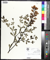 Baptisia australis image