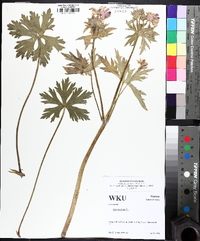 Geranium viscosissimum image