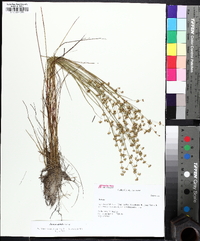 Juncus debilis image