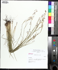 Sisyrinchium atlanticum image