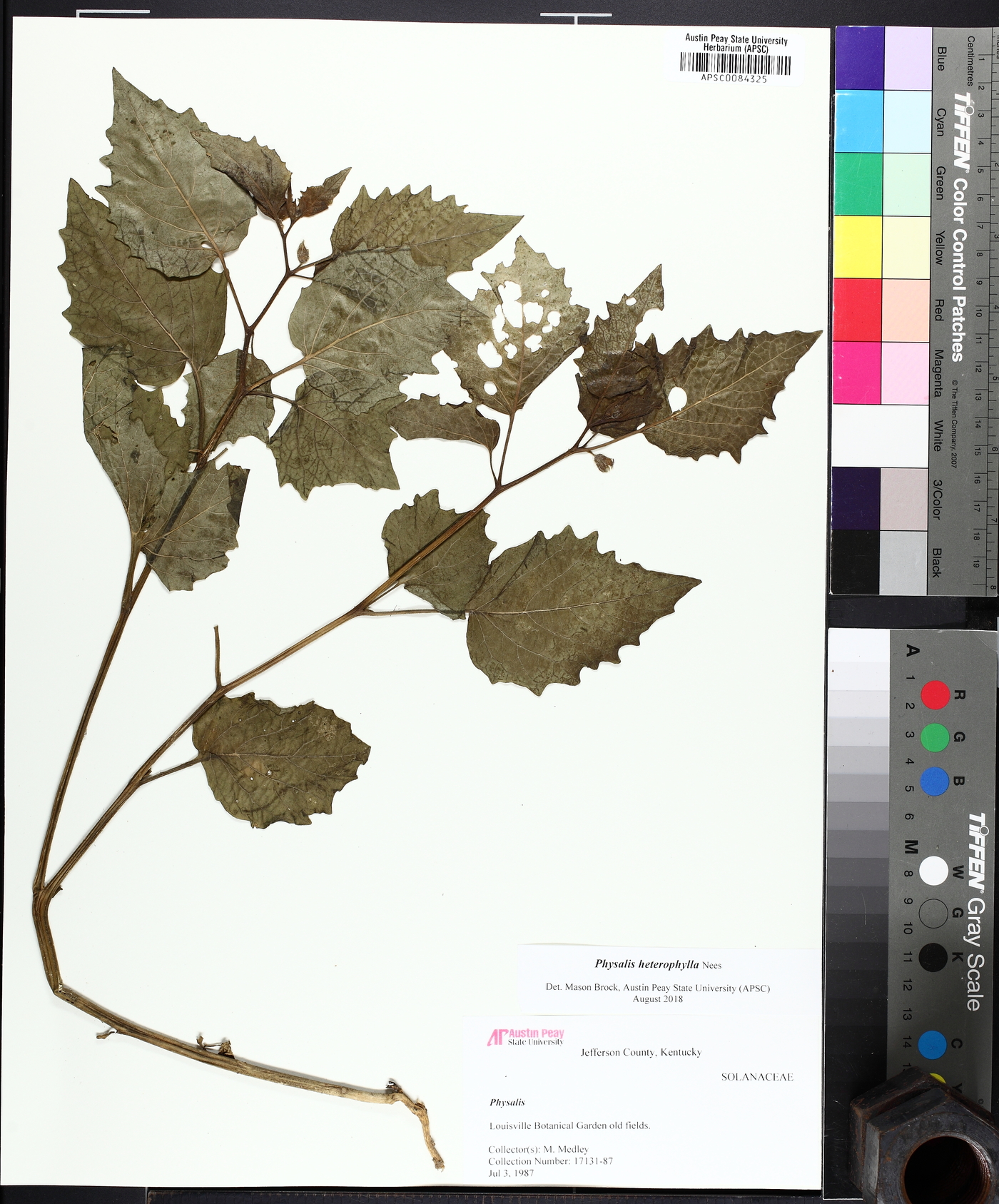 Physalis grisea image