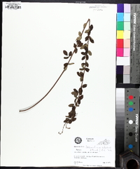 Desmodium ciliare image