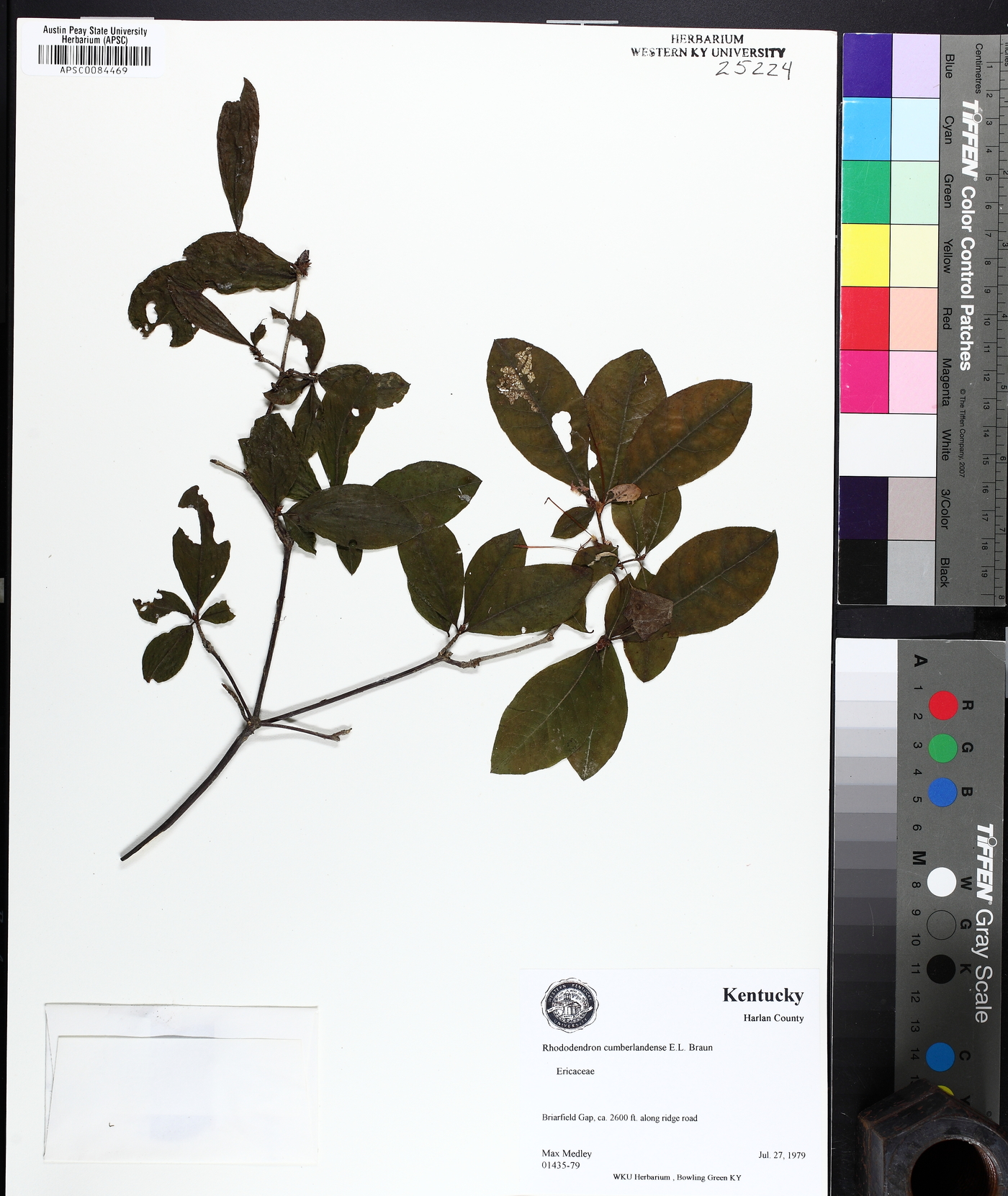 Rhododendron cumberlandense image