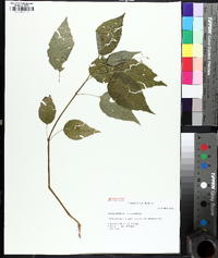 Circaea canadensis image