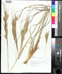 Andropogon glomeratus image