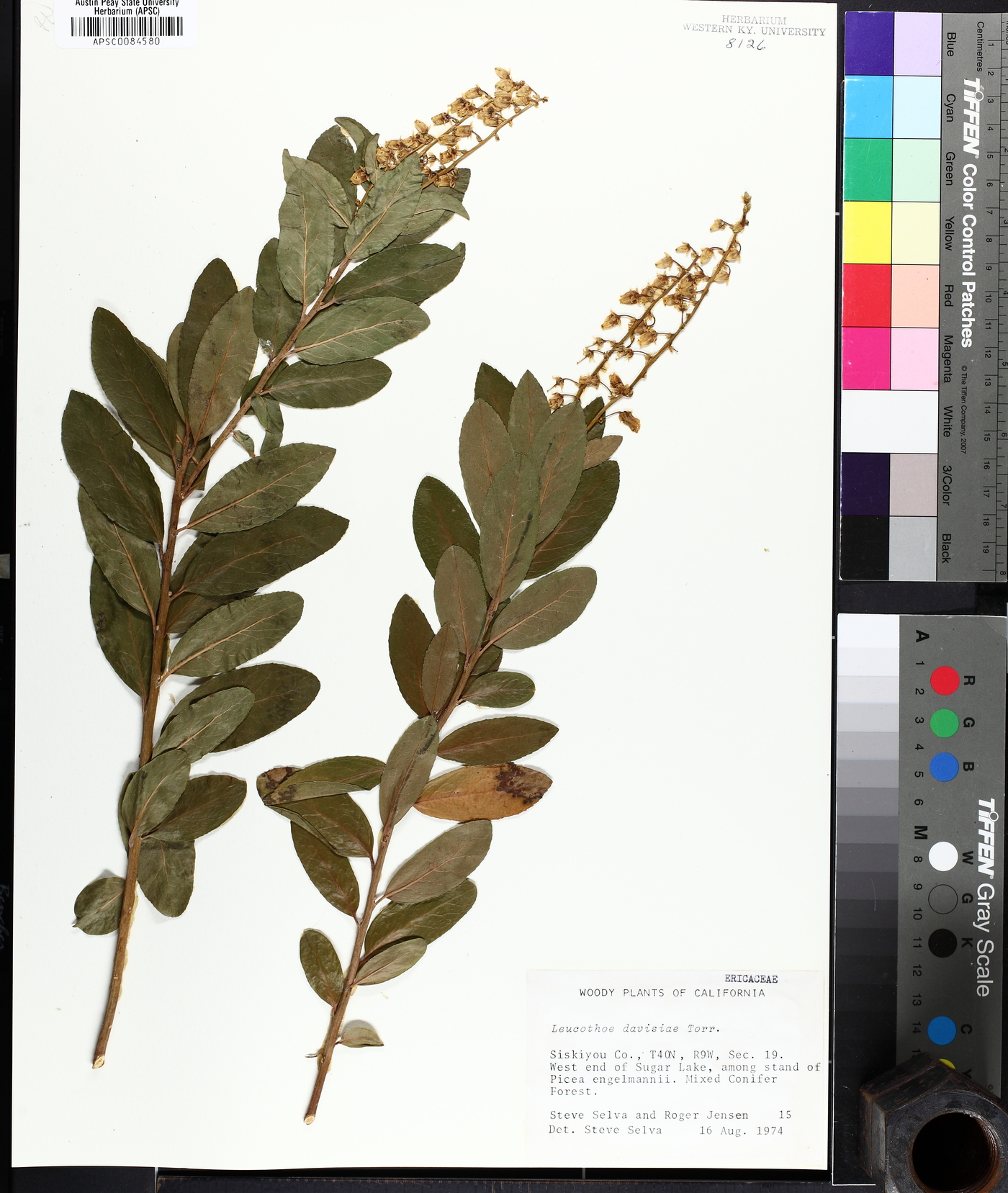 Leucothoe davisiae image