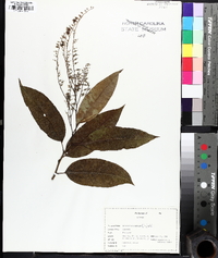 Oxydendrum arboreum image