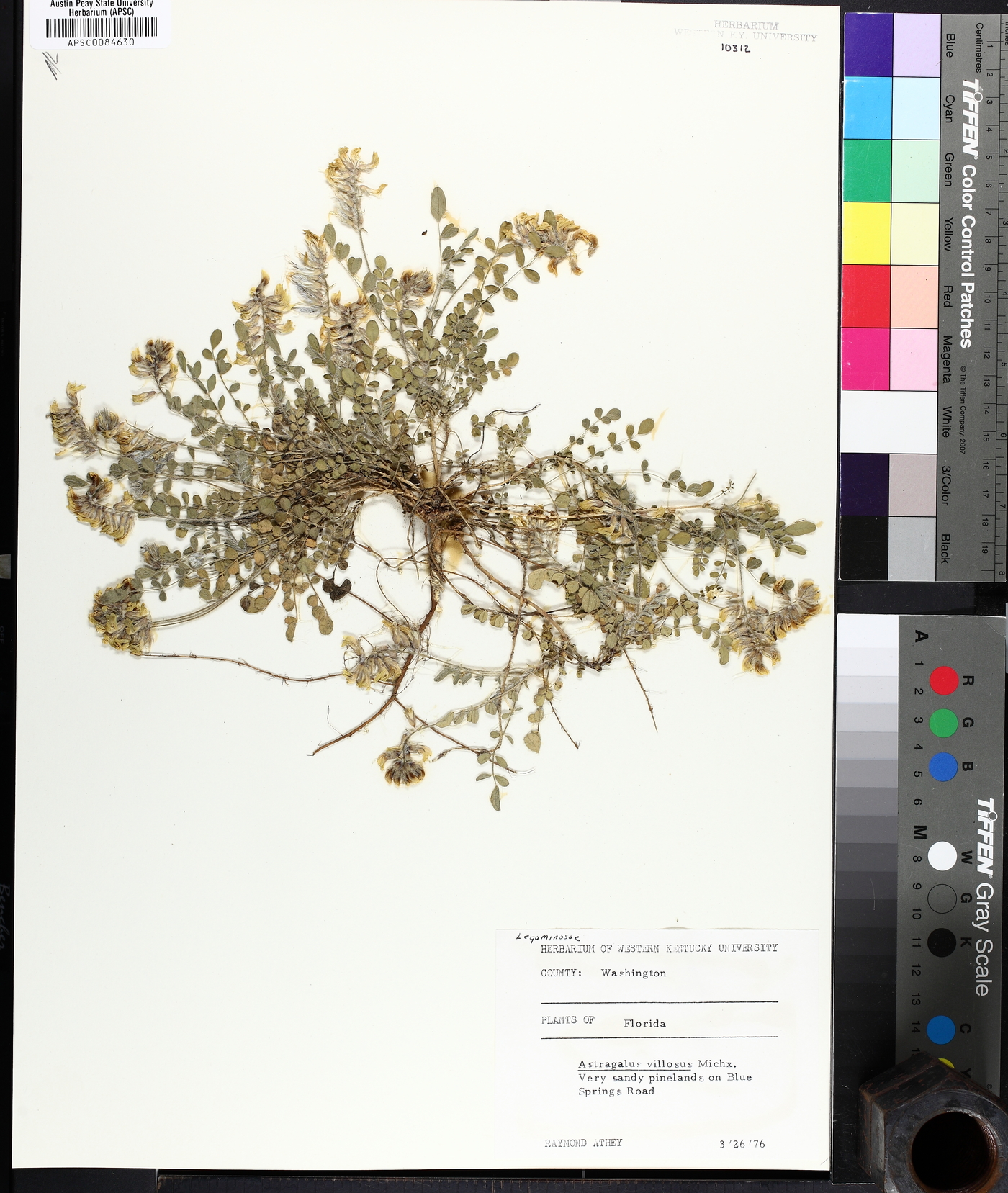 Astragalus villosus image