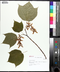 Acer pensylvanicum image