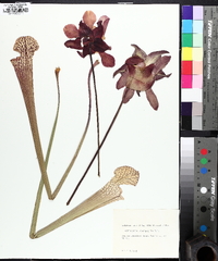 Sarracenia leucophylla image