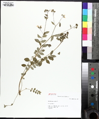 Polemonium reptans image