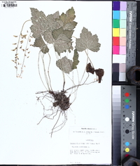 Tiarella wherryi image