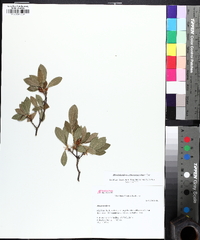 Rhododendron arborescens image