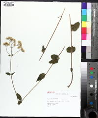 Ageratina aromatica image