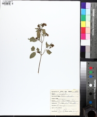 Bidens discoidea image