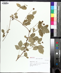 Rubus flagellaris image