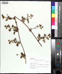 Rubus flagellaris image