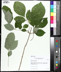 Fraxinus biltmoreana image