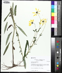 Helianthus angustifolius image