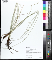 Juncus coriaceus image