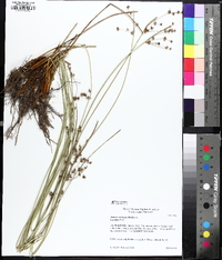 Juncus coriaceus image