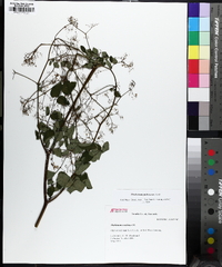 Thalictrum pubescens image