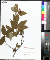 Viburnum cassinoides image