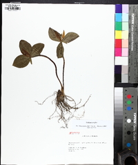 Trillium sessile image