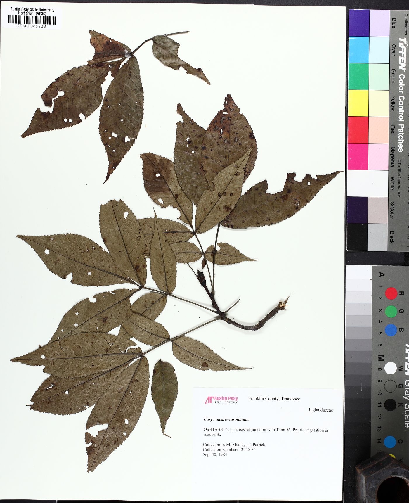 Carya carolinae-septentrionalis image