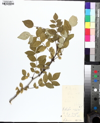 Zanthoxylum americanum image