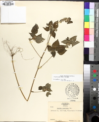 Acalypha deamii image