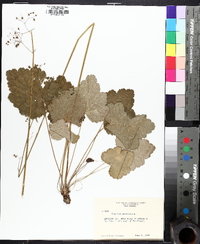 Heuchera americana image