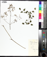 Thalictrum pubescens image