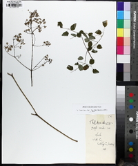 Thalictrum pubescens image