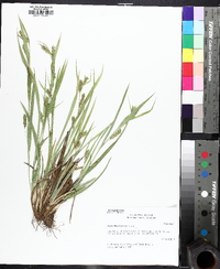 Carex flaccosperma image