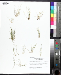 Sagina decumbens image