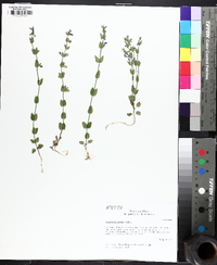 Scutellaria parvula image