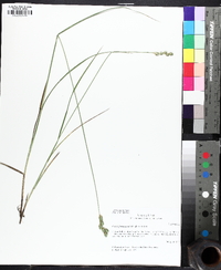Carex festucacea image