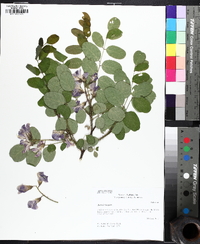 Robinia hispida image