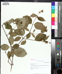 Philadelphus pubescens image