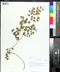 Adiantum capillus-veneris image