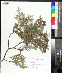 Thuja occidentalis image