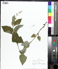 Salvia urticifolia image