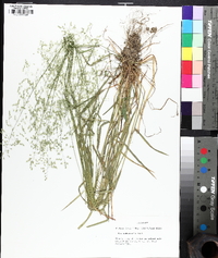 Poa sylvestris image