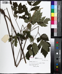 Actaea racemosa image