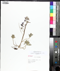 Delphinium tricorne image